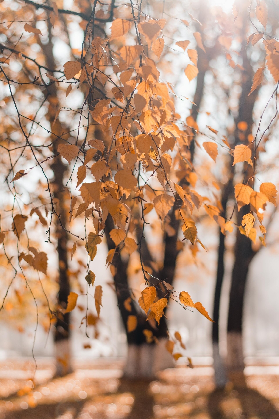 Lorem Ipsum Dolor Sit Amet-1