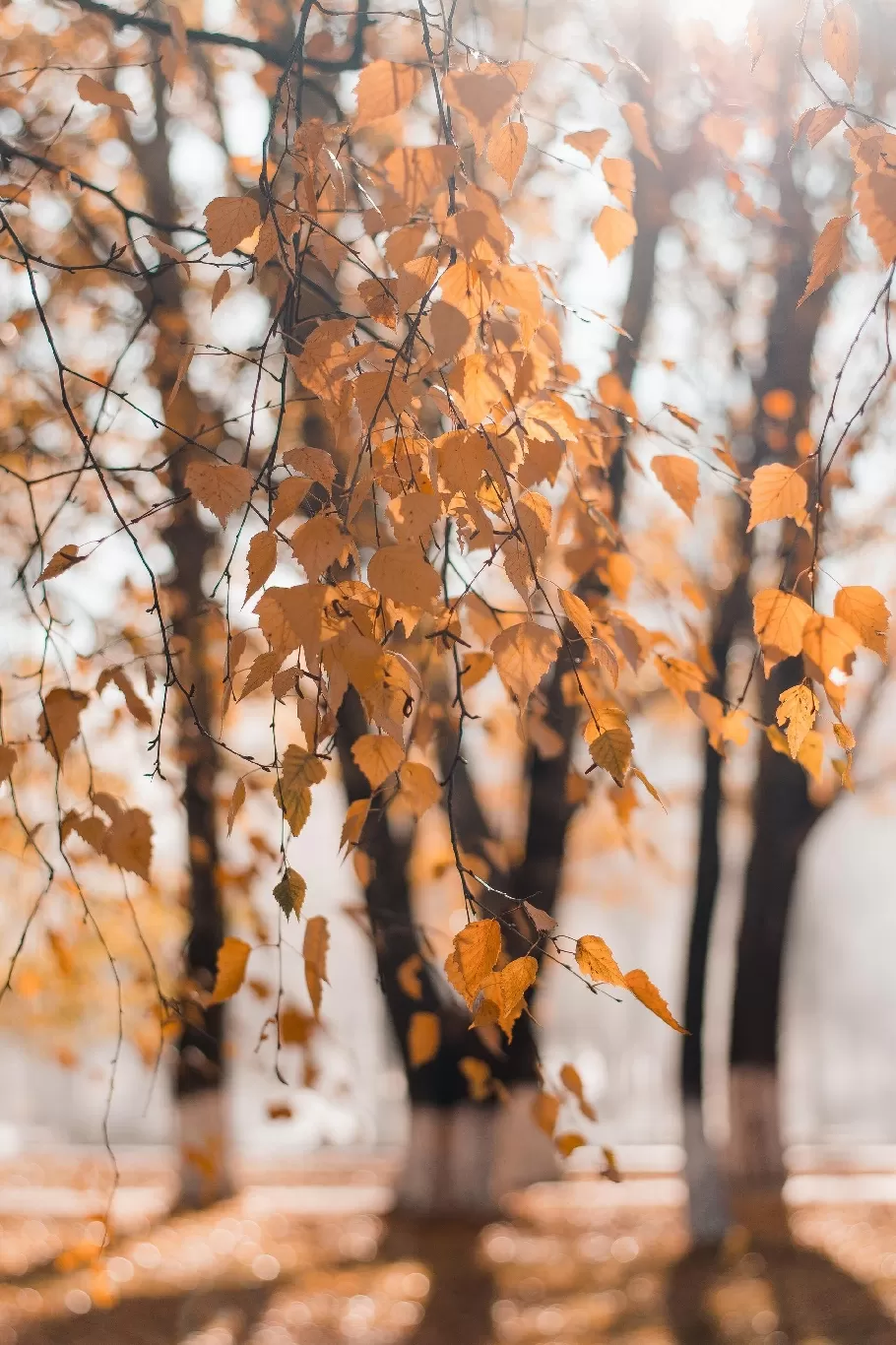 Lorem Ipsum Dolor Sit Amet